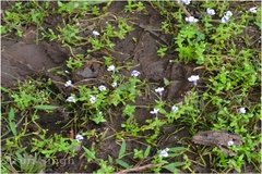 Lindernia hyssopoides